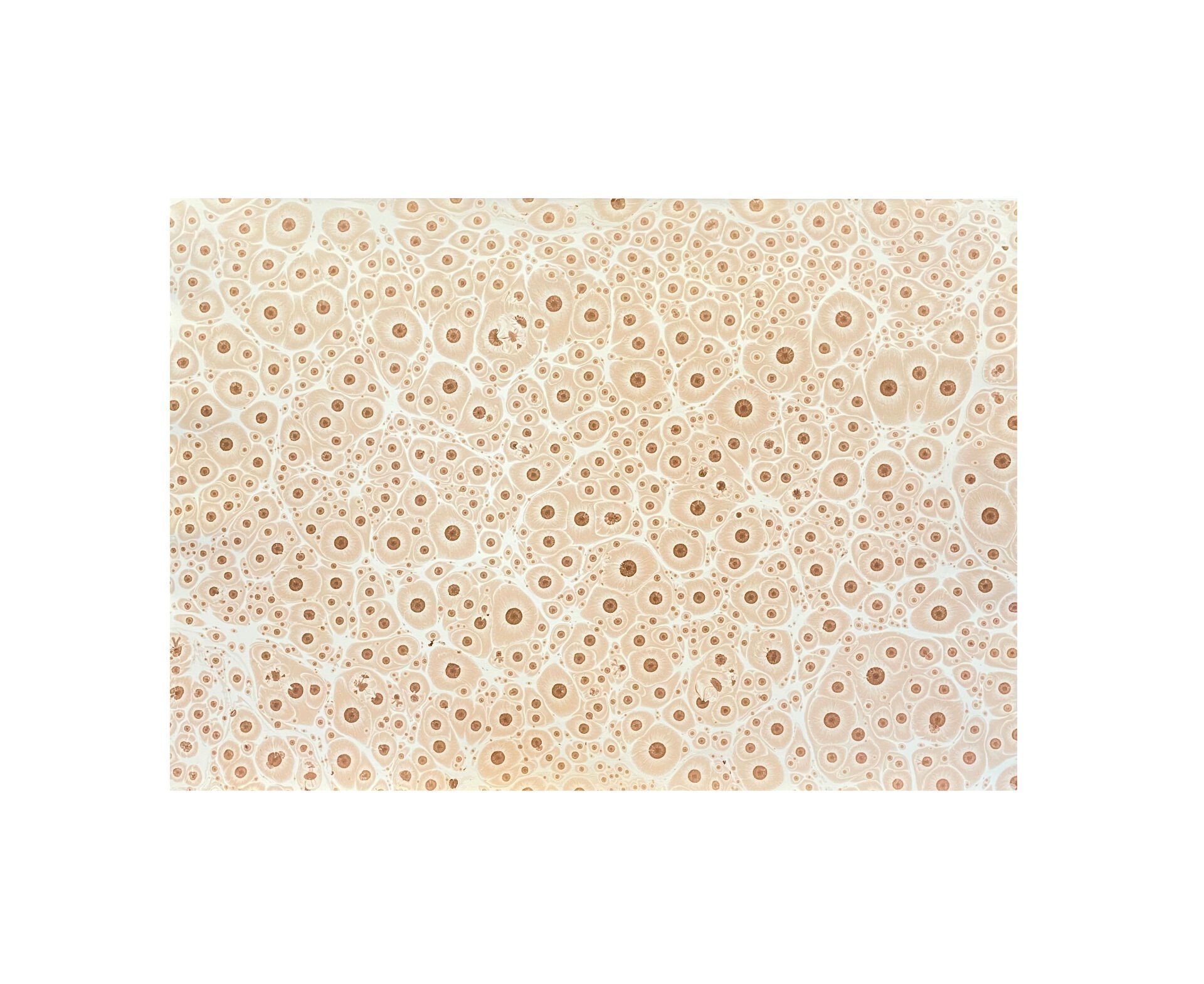 Nedim Sönmez Orijinal El Yapımı Ebru Kağıdı -3 Kaplan Gözü Kahve - 47,5 x 67,5 cm