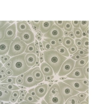 Nedim Sönmez Orijinal El Yapımı Ebru Kağıdı -5 Kaplan Gözü Yeşil - 47,5 x 67,5 cm